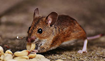 24 Hour & Emergency Exterminators in Hesperia, CA
